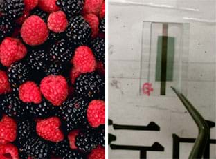 Two photos: (left) A handful of blackberries and raspberries. (right) An organic photovoltaic device, which looks like a double-layer glass square with a green and gray material between, being held by tweezers against a white background to show the pattern of the device.