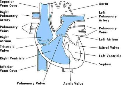Cutaway drawing shows and identifies: superior vena cava, right pulmonary artery, pulmonary veins, right atrium, tricuspid valve, right ventricle, inferior vena cava, pulmonary valve, aortic valve, septum, left ventricle, mitral valve, left atrium, left pulmonary artery and aorta.