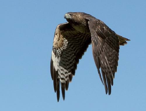 Photograph shows a redtailed hawk in flight showing its wing pattern.