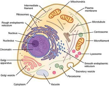 An animal cell and its various components that inlcude a nucleus, mitochondria, cytoplasm, vacuole, ribosomes, endoplasmic reticulum and lysosomes among others.