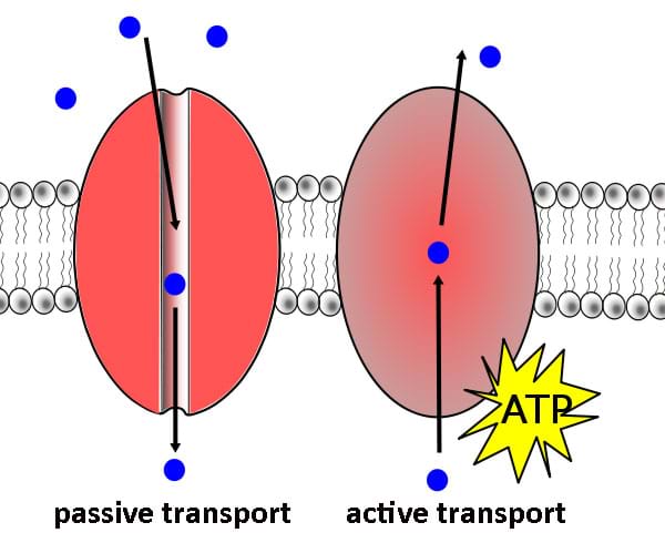 An illustration of passive and active transport in a cell. Passive transport shows molecules moving down the concentration gradient in a cell, while active transport uses ATP to move the molecules up the concentration gradient.