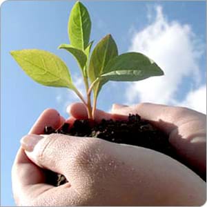 Photo shows two hands holding a seedling plant in soil.
