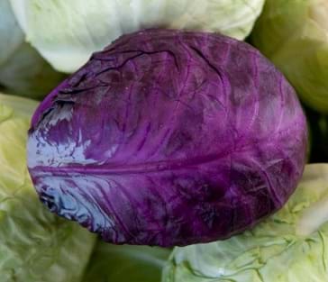 Photo shows many heads of cabbage; most are whitish yellow; one is bright purple.