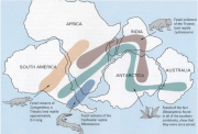 How do scientists use the fossil record to explain the theory of plate tectonics?