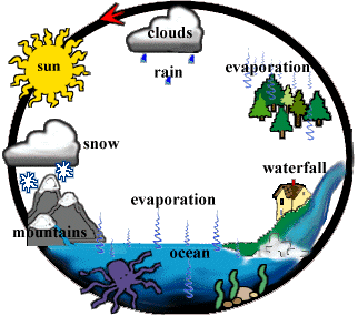 Diagram shows water evaporates from plants and bodies of water. Then it condenses into clouds where it travels and then releases the water as precipitation. The water then flows back to the bodies of water and into plants where the cycle is restarted. 