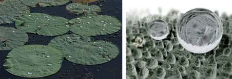 Two images: (left) Photo shows nine round, flat lotus leaves floating on the water surface, looking dry on top, with silvery droplets scattered on them. (right) Two silvery beads rest on a bed of pointy bumps.