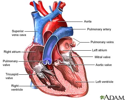 human heart diagram