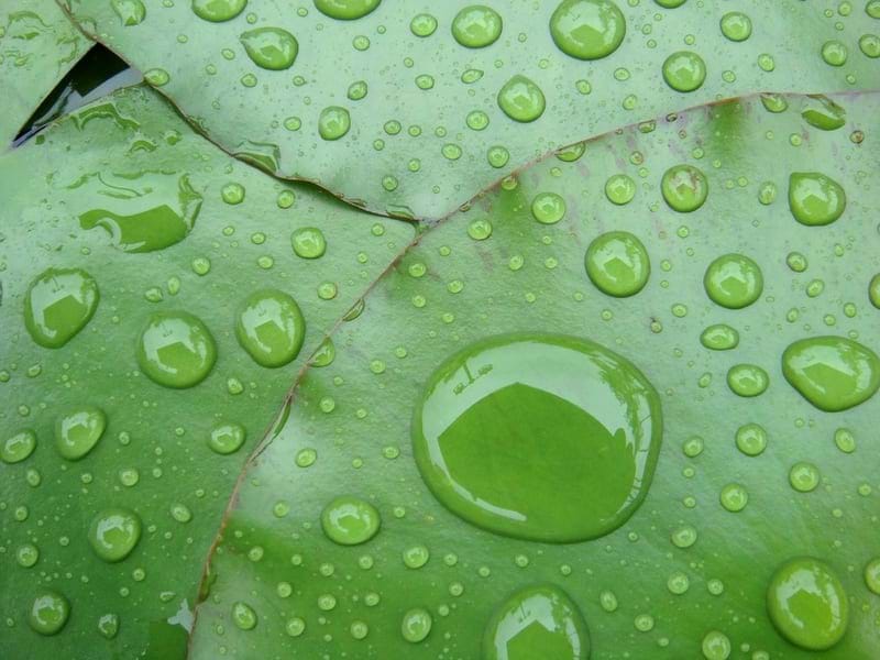A close up photo view of beads of water forming on a leaf.