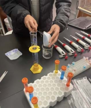 A photo showing a student adding two drops of one color of food dye to one well, for a total of four wells with four different colors. 