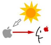 A drawing shows light from the sun shining on a gray apple in the form of a gray arrow and a red arrow from the apple to a nearby person with an image of a red apple inside his head.