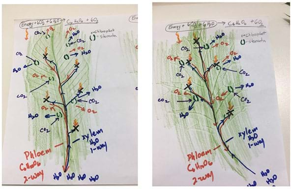 A student example of leaf etching. The leaf is etched in green, and labeled in blue, black, and red ink.