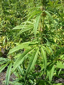 A hemp plantation in the UK.