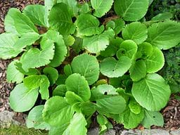 A photograph shows green plant with big leaves.