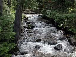 Walton Creek, a small tributary of the Lochsa River in northeastern Idaho, flows through the woods slightly upstream of its confluence with the larger stream.