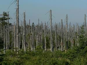 Bare tree trunks stand where a forest should be.