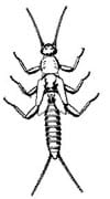 A line drawing of an insect with six legs, two antennae and two tails.