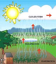 Drawing of a landscape shows wavy lines rising up from plants, trees and an irrigated garden, to form clouds in the sky.