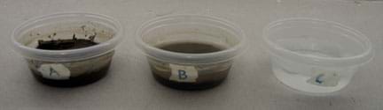 Photo shows three plastic containers labeled A, B, C. A contains soil, small plants and water, B contains soil and water, and C contains only water.