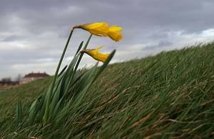 Daffodils blowing in the wind on the River Trent embankment.