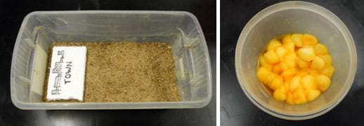 Two photos show (left) a clear, rectangular plastic tub with a one-inch layer of beige sand in the bottom, with a rectangle of paper labeled "town," placed on the sand at one end, and (right) a plastic bowl containing a mass of wet, yellow-orange cotton balls.