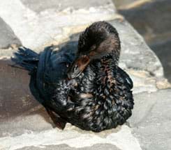 A photo shows a baby duck covered in black oil.