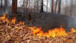 A forest fire along a road in the Mae Hong Son province.