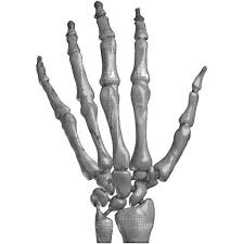 A drawing of the bones in a hand.