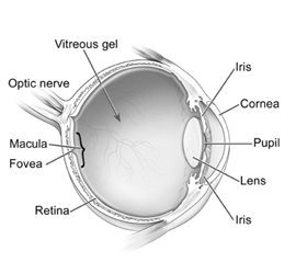 A cross-section drawing of the human eye with basic parts identified (from rear of eye forward): Optic nerve, macula, fovea, retina, vitreous gel, lens, iris, pupil and cornea.
