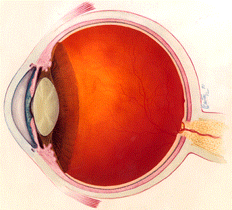 A color cross-section drawing of the human eye, showing the optic nerve, macula, fovea, retina, vitreous gel, lens, pupil, iris and cornea.
