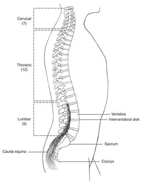 An illustration shows the side view of the human spine. At the top are seven cervical discs, followed by 12 thoracic disks, followed by five lumbar disks. Also identified are the vertebra, intervertebral disks, sacrum, cauda equina and coccyx, all of which make up the full length of the spine.