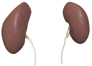 An illustration of the human kidneys.