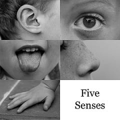 A girl showing her hand, nose, tongue, ear and eye to illustrate the five senses.