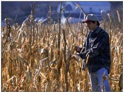 A photograph of a farmer inspecting his crop of corn. 