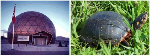Two photographs: A geodesic dome structure, which is a rigid half-sphere of tessellating triangles. A turtle crawling through the grass with a shell that is a rigid half-sphere of tessellating rectangles.