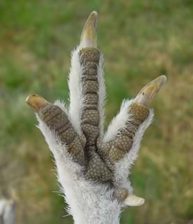 A close up photograph shows the underside of a ptarmigan foot. It has four claws covered with white feathers—resembling fur.