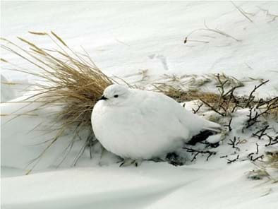 A photograph shows a white ptarmigan (a bird) sitting peacefully in the snow next to a tuft of dried grass.