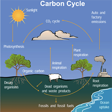An image showing the different components of the carbon cycle. 