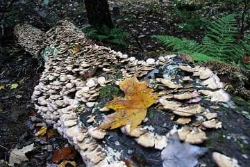 Decomposers wood-decay fungi breaking down chemically complex substance found in wood.