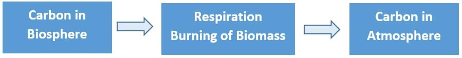 Shown is a flowchart with three boxes and two arrows. The left-most box says "Carbon in the Atmosphere," then an arrow pointing to the middle box, "Respiration Burning of the Biomass," and a second arrow, pointing to the right-most box, "Carbon in the Atmosphere." The Flowchart illustrates the transfer of carbon to the atmosphere from the biosphere. 