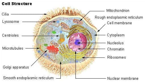 A colorful drawing shows the cilia, lysosome, mitochondrion, endoplasmic reticulum, cell membrane, centrioles, cytoplasm, nucleolus, microtubules, chromatin, ribosomes, golgi apparatus and nuclear membrane.