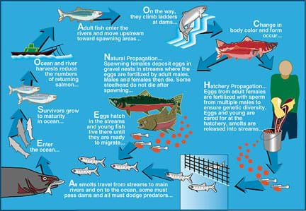 A diagram shows life cycle stages, including natural and hatchery propagation from eggs, hatchlings and young fish living in streams, smolts traveling from streams to main rivers and the ocean (passing dams and facing predators), growing to maturity in the ocean (facing predators, including human harvesting), adult fish moving upstream via rivers (encountering dams, passing through fish ladders) and changing in body color and form before breeding.