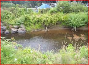 A photograph shows a stream with brown water and lush, green vegetation on both banks.