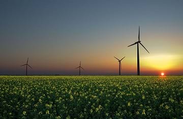 A photograph shows wind turbines in a rapeseed field at sunset in Sandesneben, Germany,