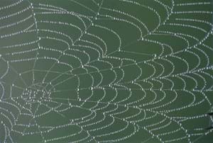 A photograph shows droplets of dew on a spider web.