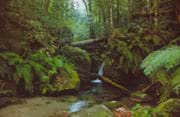 Photo shows lush green trees and ferns and a trickling stream.
