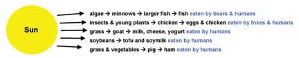 The sun provides energy to algae, insects and plants, which are, in turn, consumed by fish and animals, in turn consumed by larger animals and humans.