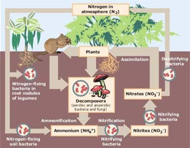 Diagram shows circular movement of nitrogen from soil to plants to air.
