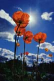 Red poppies, thriving in the sunshine.