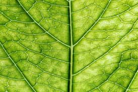 Close-up photo shows veining and cells of a green leaf.
