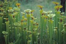 Photo shows light-green, funnel-shaped plants open to the sky.